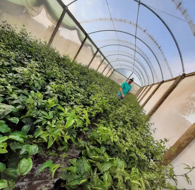 Estufa com plantas de maracujá