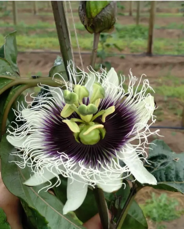 Flor do maracujazeiro na lavoura