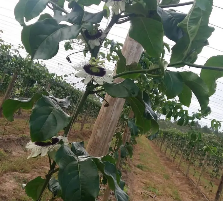 Lavoura de maracujá com flor na parreira