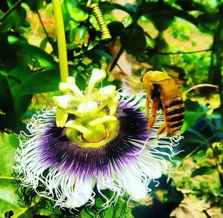 Abelha polinizando a flor do maracujá