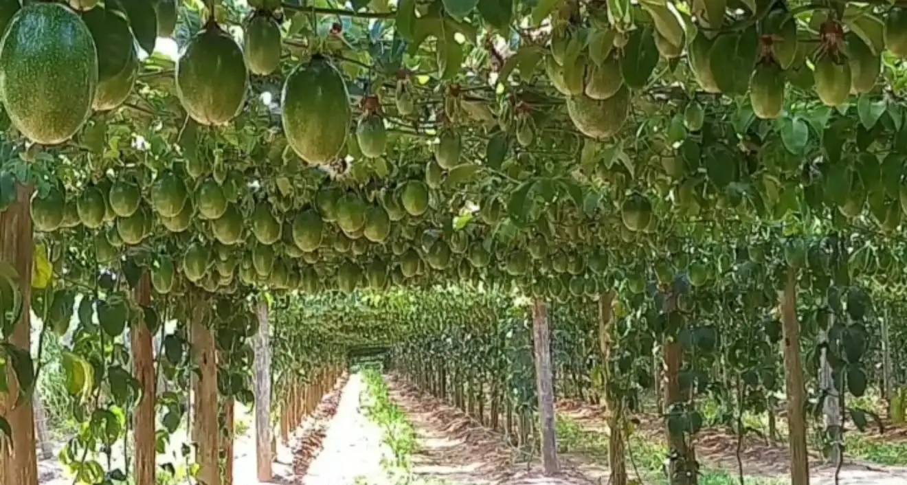 Lavoura de maracujá da Fermiano com frutos nas parreiras