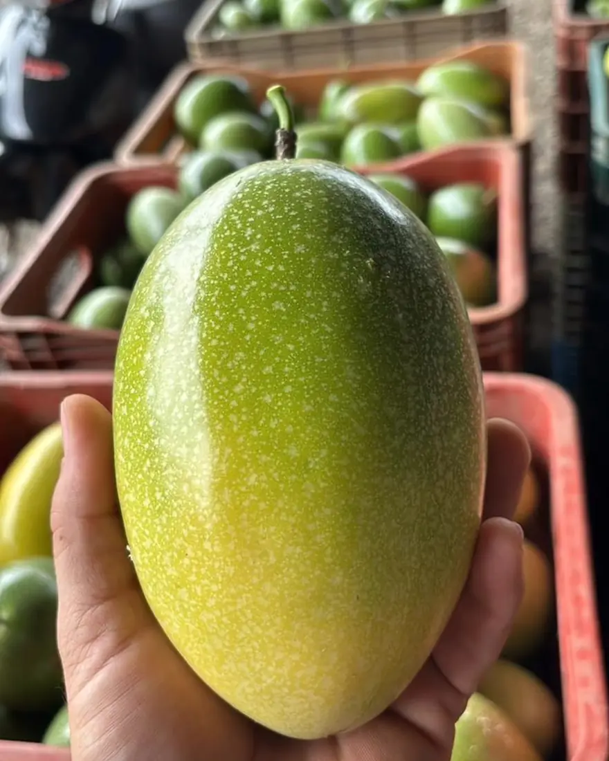 Maracujá selecionado na mão, com caixas de frutas ao fundo